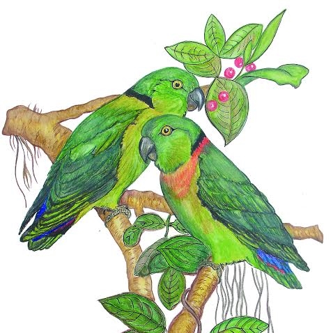 478x478 African Love Bird Society