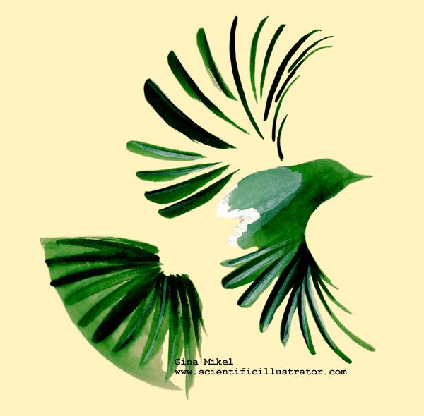 600x590 Neatpen And Ink Sketch, Bird In Flight Impressive