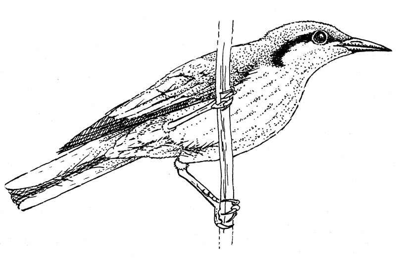 800x535 Thinking Green