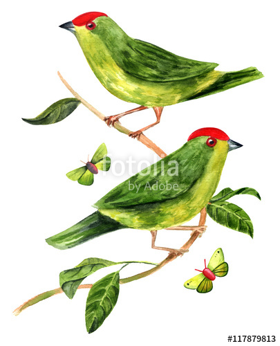 405x500 Watercolor Drawing Of Two Green Birds With Leaves And Butterflies