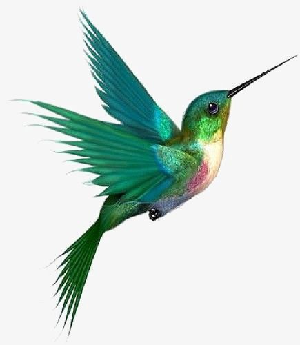 435x500 Blue Bird, Bird Clipart, Hummingbird, Hand Painted Png Image