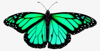 320x164 Butterfly Drawing Blue Green Borboleta