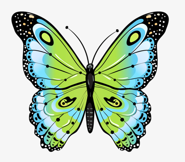 600x525 Cartoon Drawing Green Butterfly, Cartoon Clipart, Butterfly