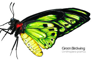 309x200 Green Birdwing Butterfly Animal Drawing Art Mdubillustrations