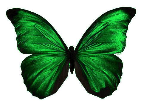473x355 Stunning Emerald Green Colour Butterflies Edible Decoration Cup