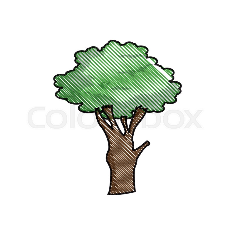 800x800 Drawing Tree Foliage Natural Stock Vector Colourbox