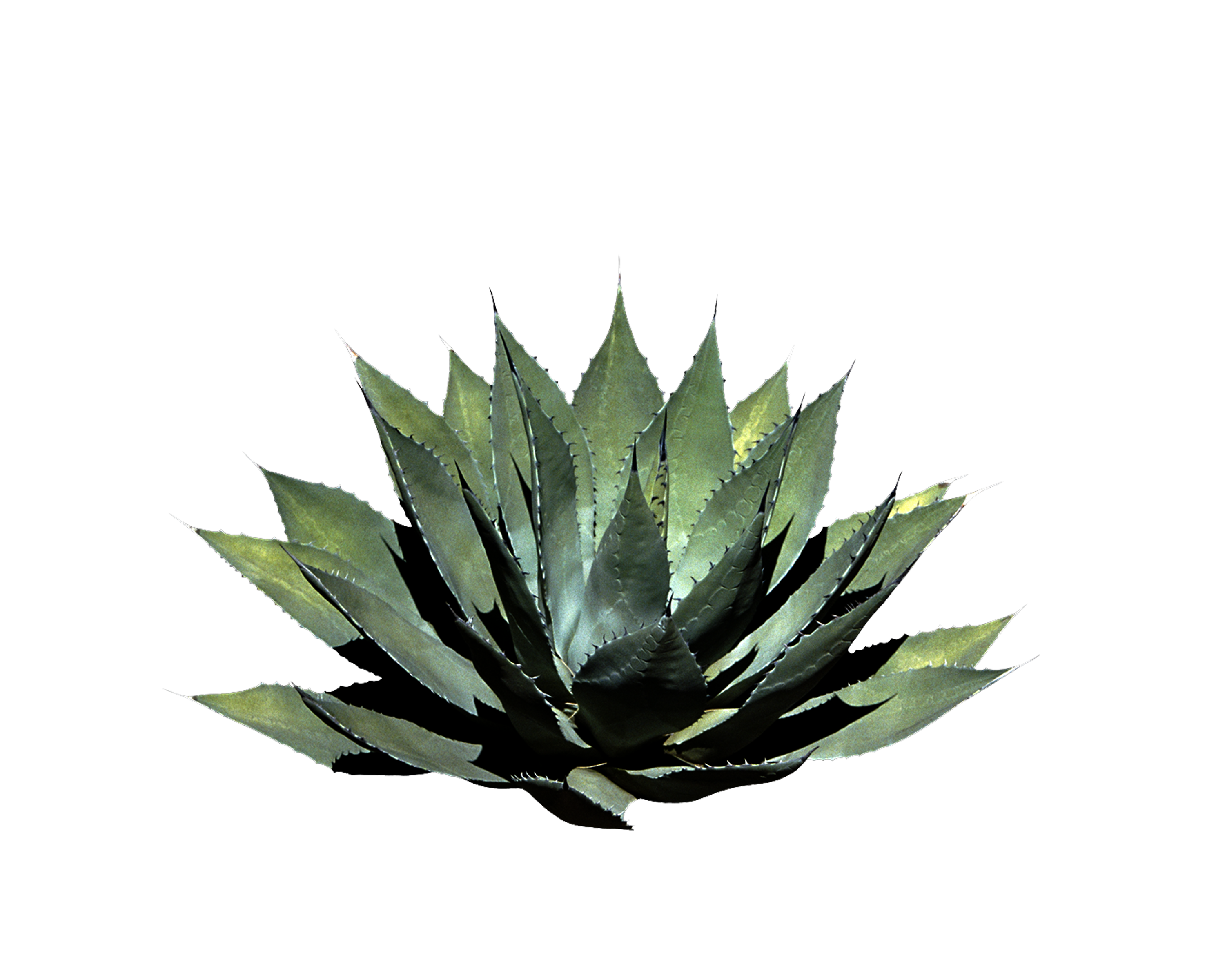 3000x2400 Aloe Drawing Grass Transparent Png Clipart Free Download