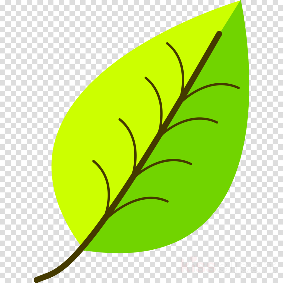 900x900 Leaf, Drawing, Green, Transparent Png Image Clipart Free Download