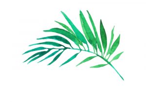 300x210 Palm Tree Leaves Drawing Watercolor Drawing, Palm Trees Or Green