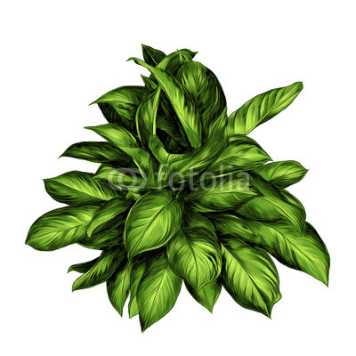 400x400 Aglaonema Flower Sketch Vector Graphics Color Drawing Of Green