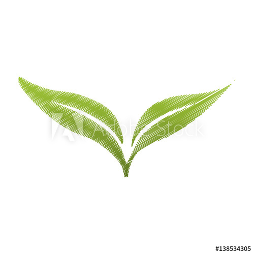 500x500 Drawing Green Leaves Botanical Vector Illustration