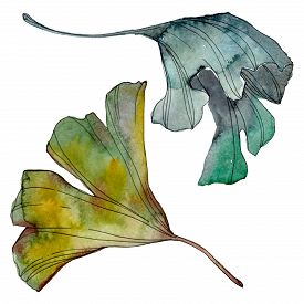 275x275 Drawing Green Leaves Photos And Images