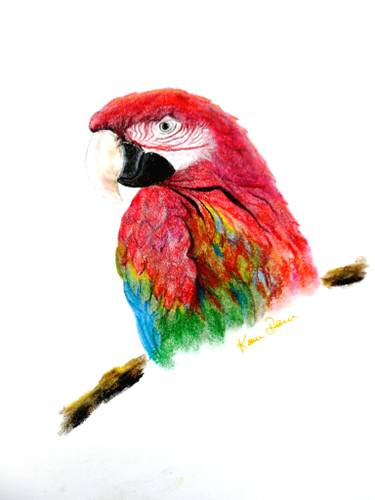375x500 Green Wing Macaw Drawing