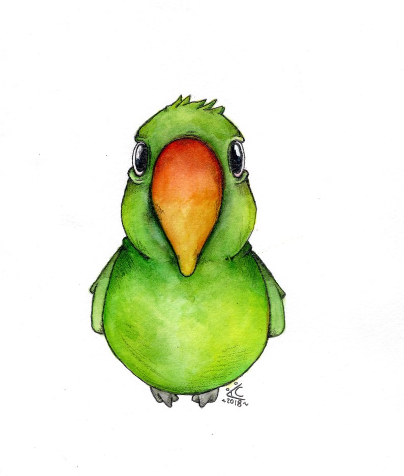 794x936 Green Parrot Original Drawing Etsy
