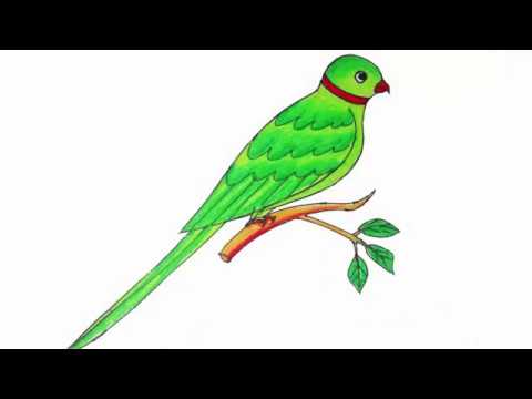 480x360 How To Draw A Parrot Step