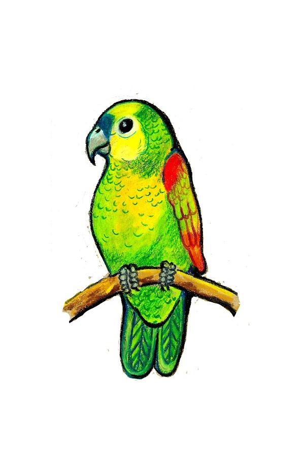589x900 Little Parrot On A Branch Drawing