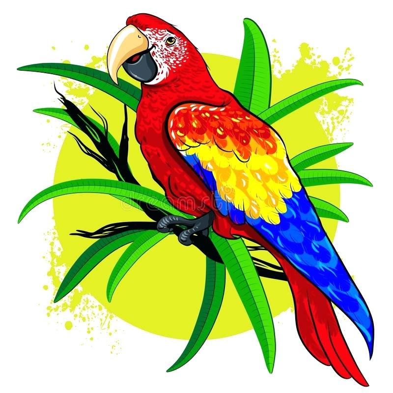 800x800 Parrot Drawing Download Vector Drawing Of A Large Bright Colored