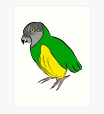 210x230 Senegal Parrot Drawing Art Prints Redbubble