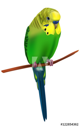 313x500 Vector Illustration Of Bright Colorful Budgerigar Isolated Small