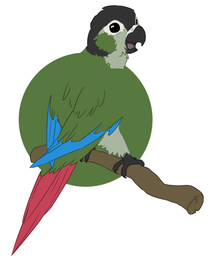 812x984 collection of free parrot drawing green cheek conure download