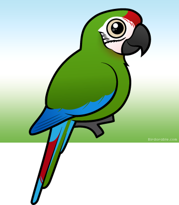 360x414 Collection Of Free Parrot Drawing Military Macaw Download On Ui Ex