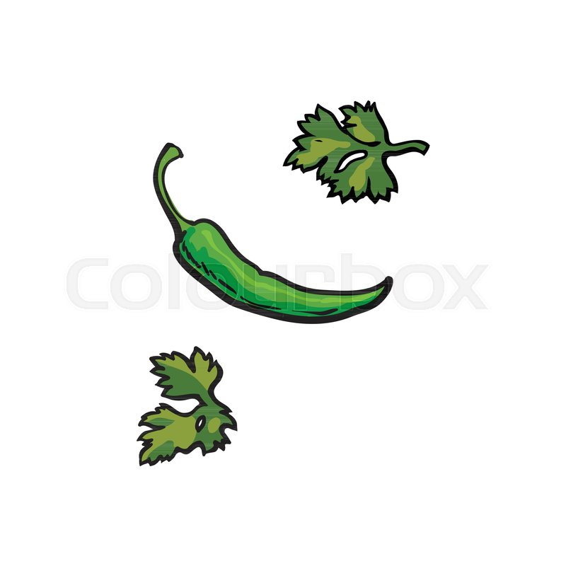 800x800 Fresh Whole Ripe Green Chili Pepper Stock Vector Colourbox