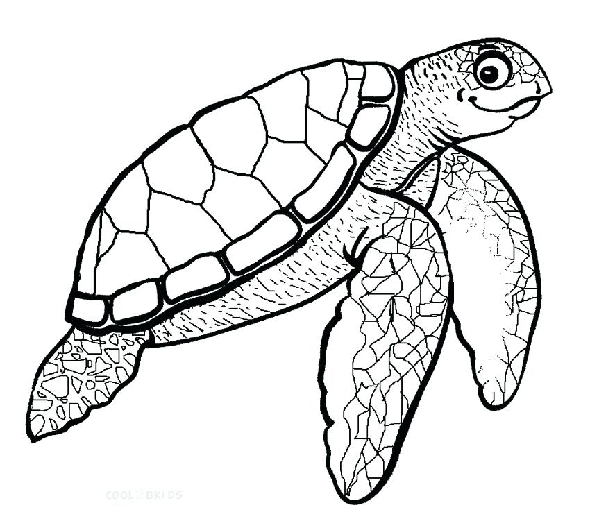 850x761 Green Sea Turtle Coloring