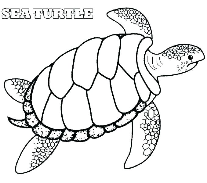 678x600 Green Sea Turtle Coloring