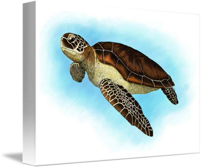 650x542 Green Sea Turtle