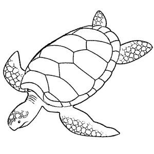 Green Sea Turtle Drawing | Free download on ClipArtMag