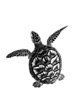 236x314 Turtle Sketch Sea Turtle Drawing