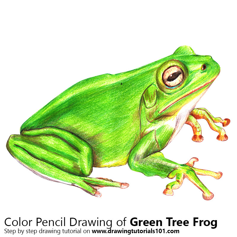 800x800 The World's Best Photos Of Frog And Pencil