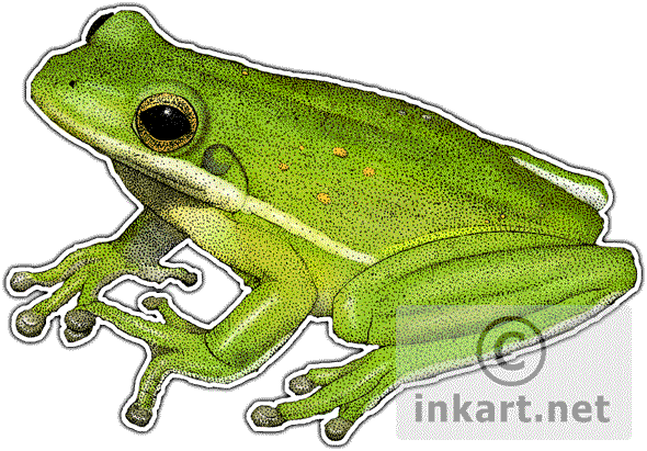 590x411 Wildlife Art Frogs