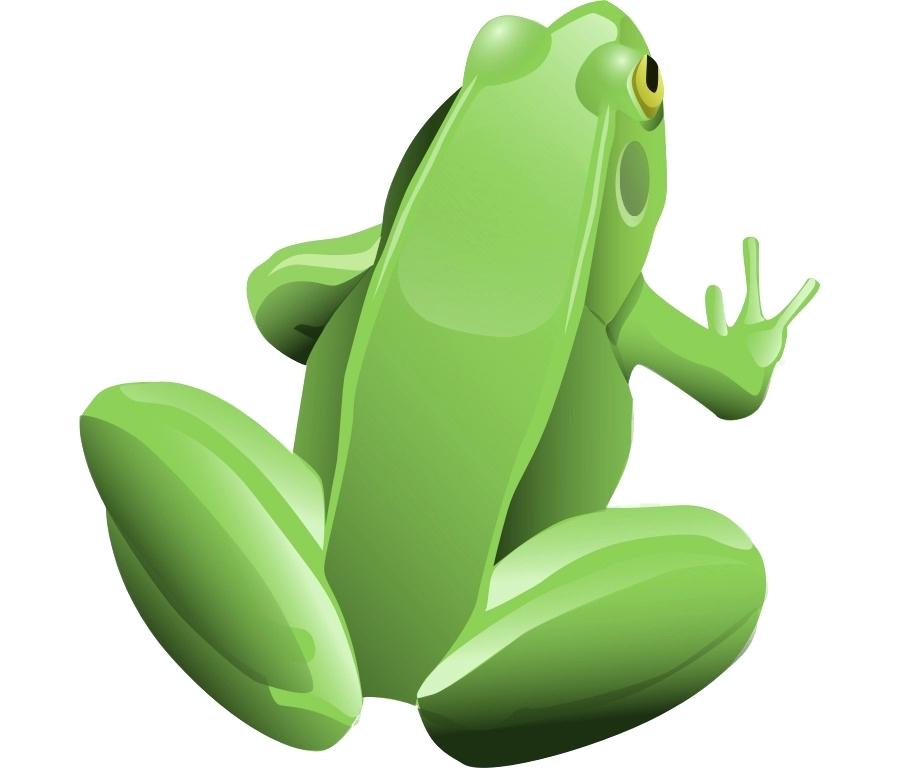 900x780 Frog Top View Green Tree Frog Top View Isolated On White