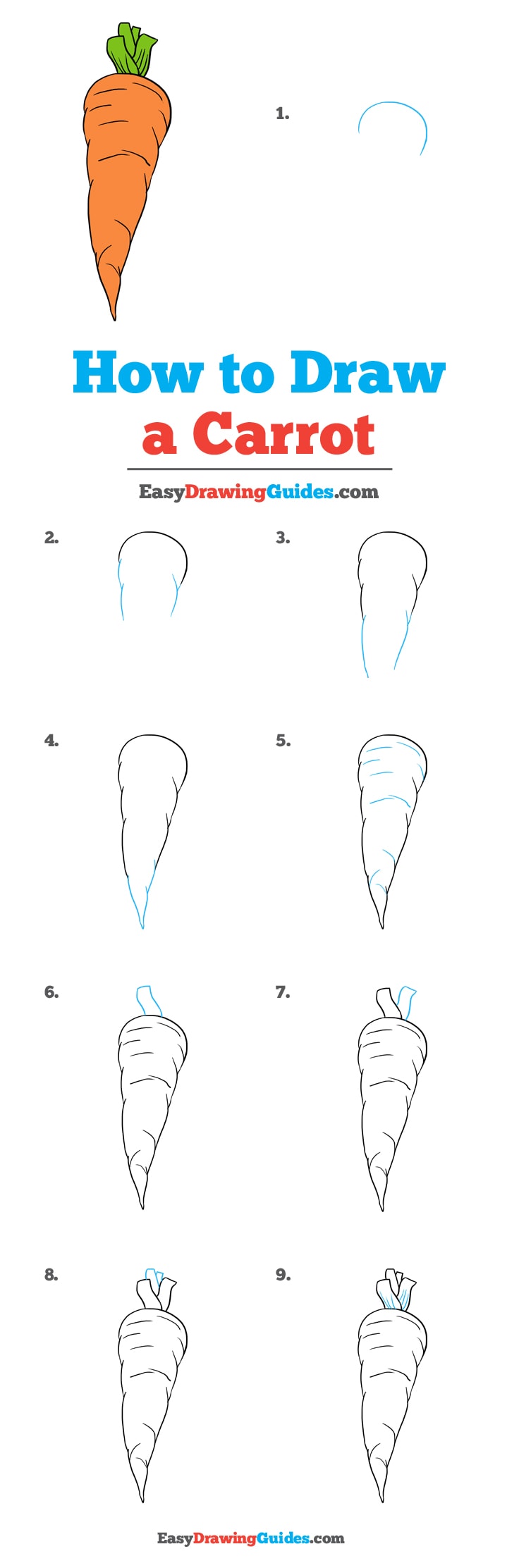 736x2225 How To Draw A Carrot