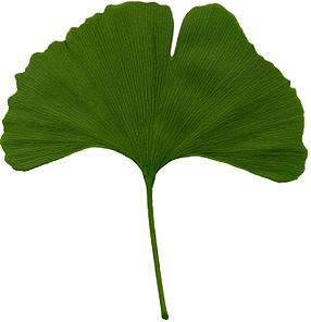 286x296 Leaf