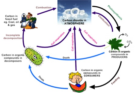 447x308 The Greenhouse Effect