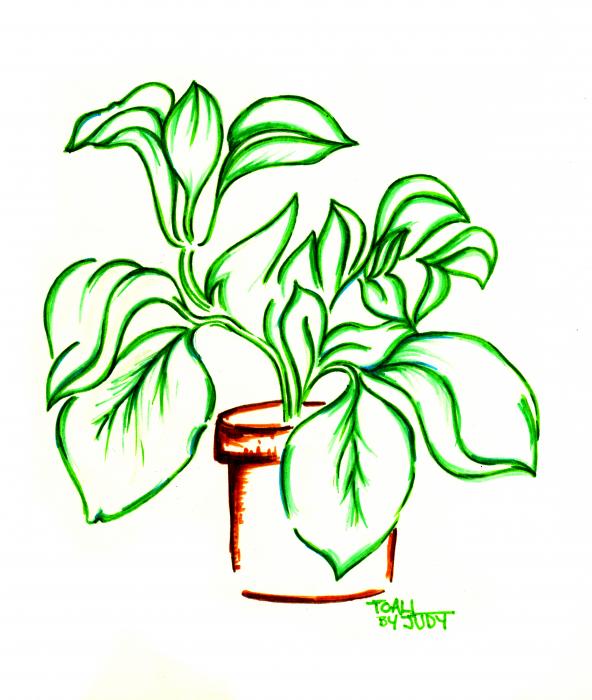 592x700 Plant Pot Drawings Greeting