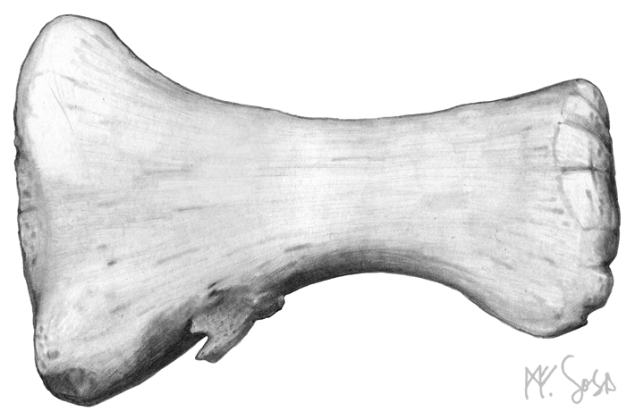 710x470 On Some Old Drawings Drawing Fossils