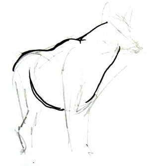 300x333 How To Draw A Grey Wolf