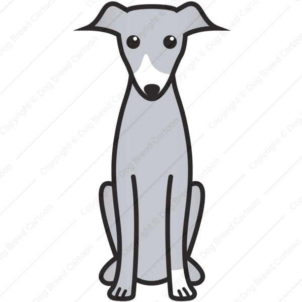 600x600 Italian Greyhound