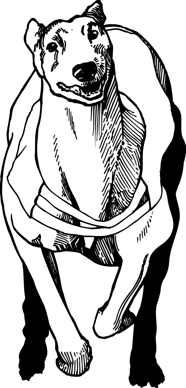 600x1249 Racing Greyhound Decal