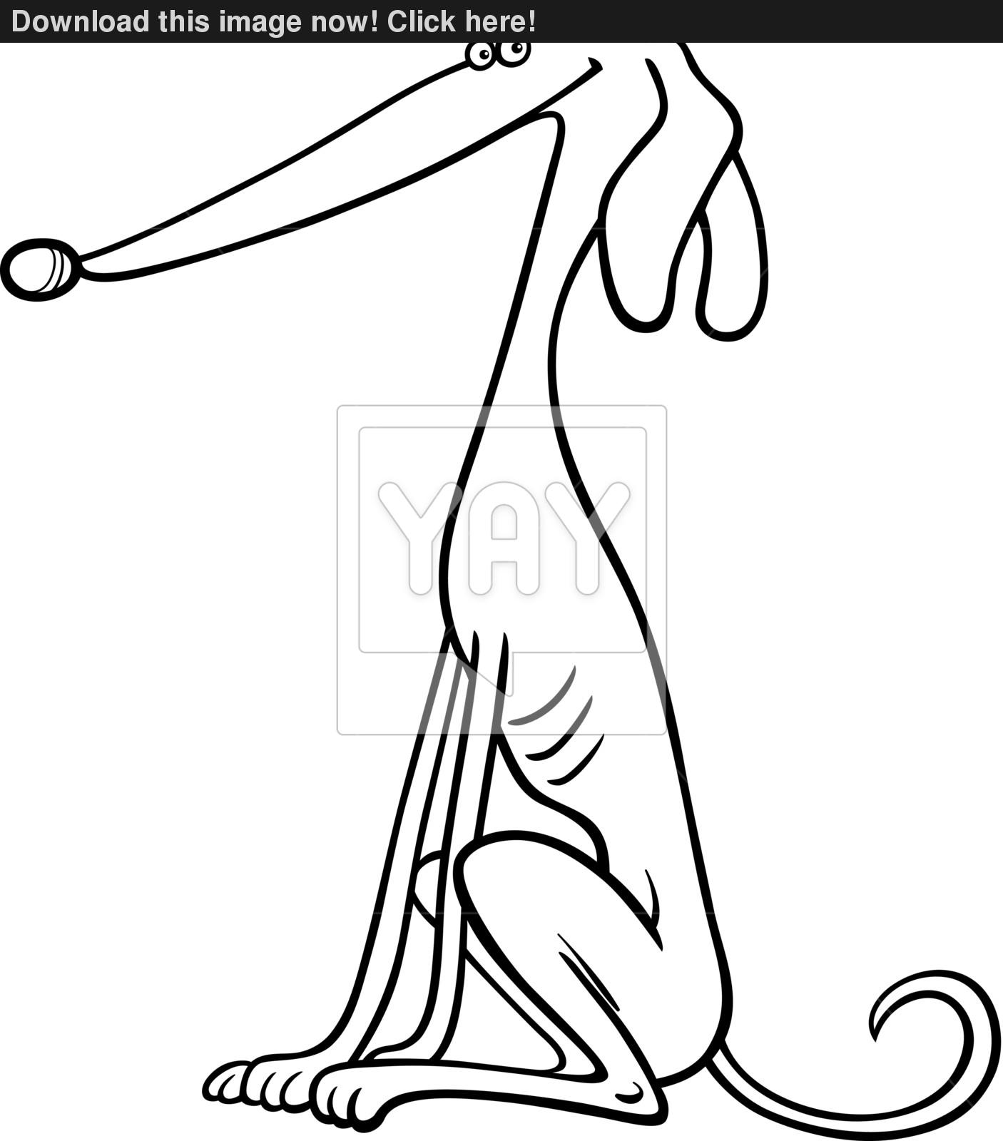 1406x1600 Greyhound Dog Cartoon For Coloring Book Vector