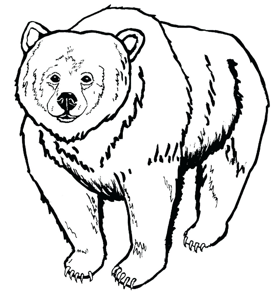 1050x1121 Grizzly Bear Face Drawing Polar Panda Pencil Angry Outline