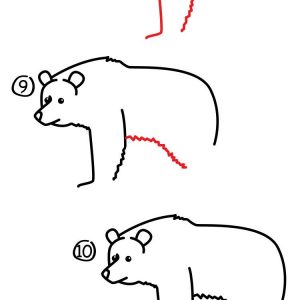 300x300 How To Draw A Bear Step