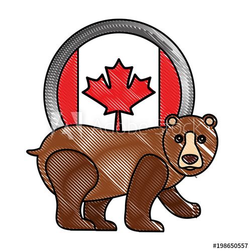 500x500 Grizzly Bear Mammal With Canadian Flag Vector Illustration Drawing