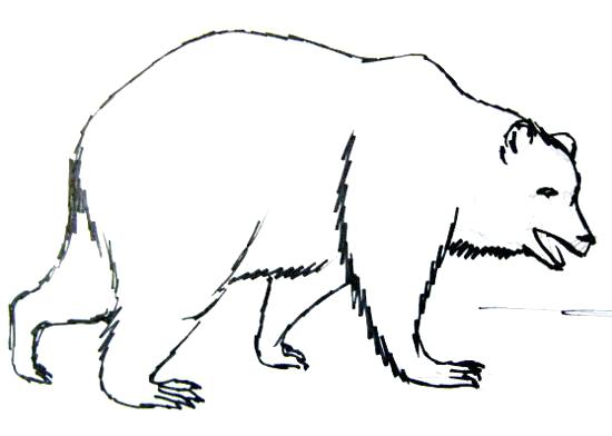 550x392 Bear Drawing Godshelters