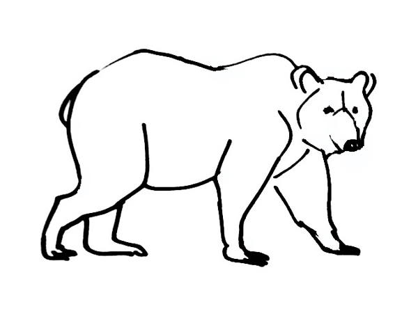 600x444 Bear Coloring Pages
