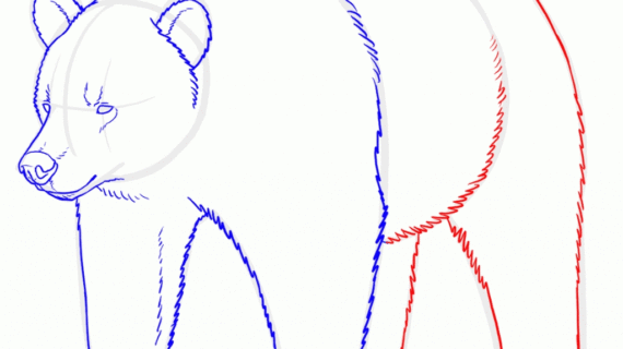 570x320 Grizzly Bear Drawing Easy