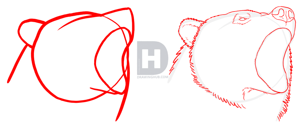 1080x437 How To Draw Grizzly Bears, Step